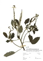 耳鉤草藏品圖，第1張